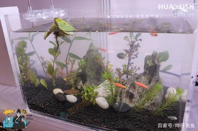 帶底砂的魚缸怎么清理糞便：清理帶底砂的魚缸糞便是養魚過程中的一項重要工作