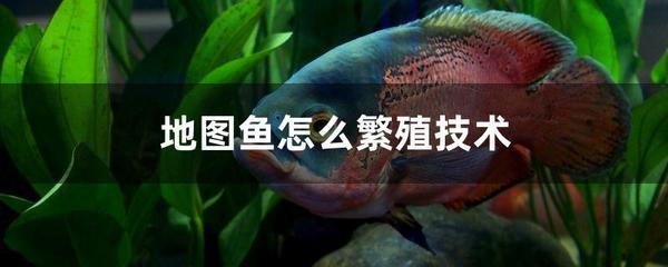 紅龍魚老是趴缸子怎么回事啊：紅龍魚為什么會趴缸