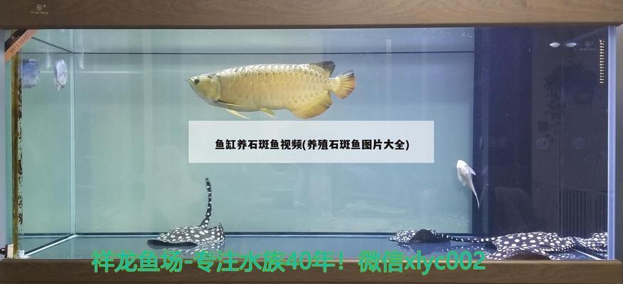 純血紅龍魚價格走勢圖最新的紅龍魚價格走勢圖最新價格走勢圖