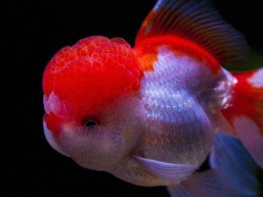 銀龍魚眼睛有白色絮狀物是什么病(銀龍魚眼睛有白色絮狀物是什么病癥)