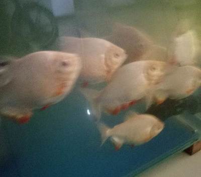 紅龍魚品牌等級分類表：紅龍魚市場價格趨勢分析如何辨別紅龍魚品種真偽
