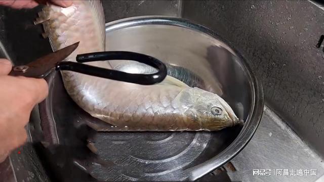 銀龍魚嘴巴前面爛掉了一塊皮(銀龍魚嘴爛了一星期能長好嗎)