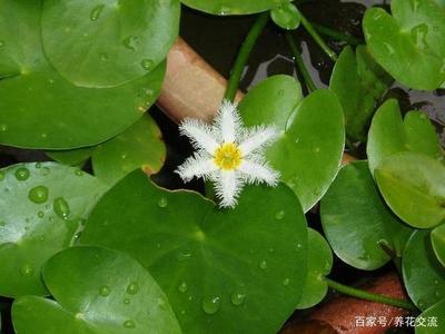 豬鼻龜是什么時(shí)候開始禁售的呀圖片(豬鼻龜禁賣)