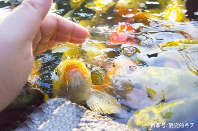 虎魚和什么魚混養好看圖(虎魚混養魚最佳搭配)