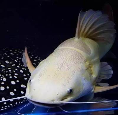 銀龍魚適合的水溫是多少合適的(銀龍魚適合什么水溫) 銀龍魚百科 第1張 銀龍魚適合的水溫是多少合適的(銀龍魚適合什么水溫) 銀龍魚適合的水溫是多少合適的(銀龍魚適合什么水溫) 銀龍魚百科 第1張
