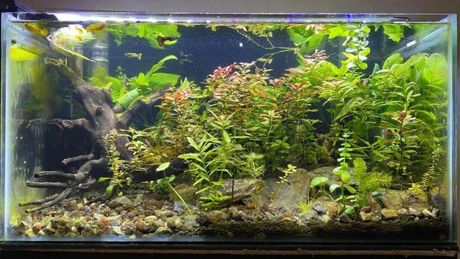 魚缸能賣嗎有講究嗎視頻(魚缸可以賣掉嗎)