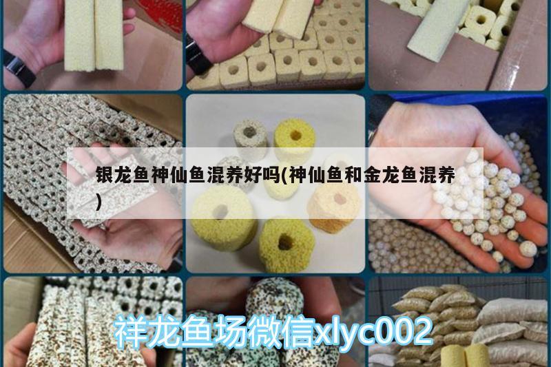 銀龍魚神仙魚混養好嗎(神仙魚和金龍魚混養) 銀龍魚神仙魚混養好嗎(神仙魚和金龍魚混養) 銀龍魚百科