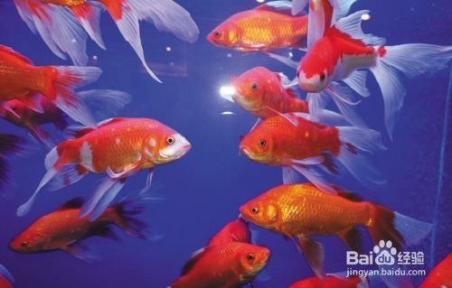 銀龍魚苗水溫多少合適喂食物呢(銀龍多久喂一次魚苗)