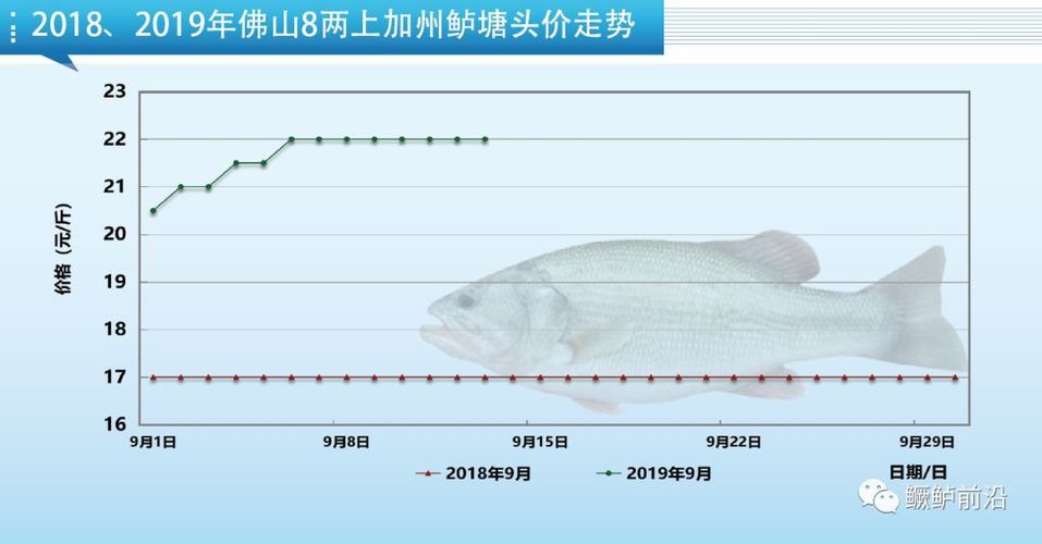 銀龍魚養(yǎng)多大的好(銀龍魚可以養(yǎng)多大)