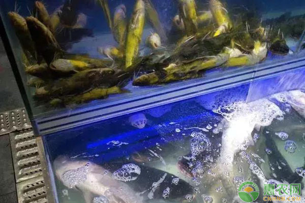 銀龍魚的眼睛鼓出來了(銀龍魚鼓眼是怎么回事)