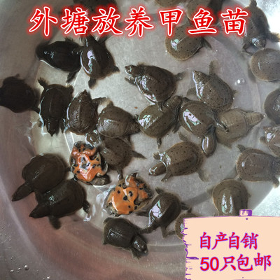 虎魚拒食怎么辦：虎魚不吃東西怎么辦 虎魚拒食怎么辦：虎魚不吃東西怎么辦 虎魚百科 第2張