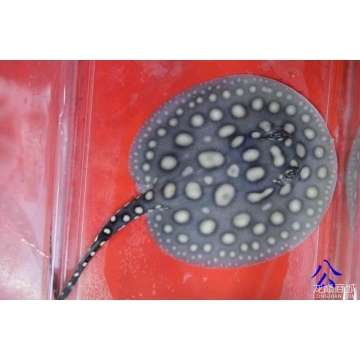 魚(yú)缸里有細(xì)微漂浮物怎么解決呢(魚(yú)缸里有細(xì)微漂浮物怎么解決呢圖片)
