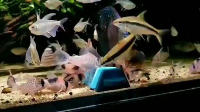 定做魚缸多久發貨：定做魚缸的發貨時間 定做魚缸多久發貨：定做魚缸的發貨時間 魚缸百科 第2張
