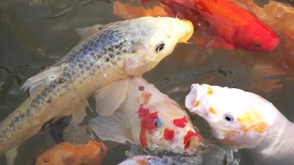 魚缸過濾系統不出水了怎么辦呢(魚缸過濾器不出水怎么辦)