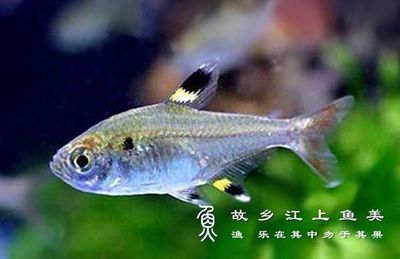 紅龍魚飼料品質排名前十名：紅龍魚飼料品牌排名榜
