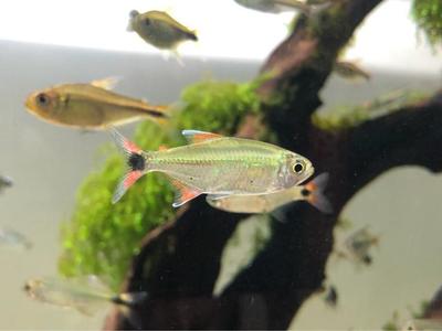 樓房可以承重多大的魚(yú)缸(正常樓房能承受3噸水魚(yú)缸?) 虎魚(yú)百科 第2張 樓房可以承重多大的魚(yú)缸(正常樓房能承受3噸水魚(yú)缸?) 樓房可以承重多大的魚(yú)缸(正常樓房能承受3噸水魚(yú)缸?) 虎魚(yú)百科 第2張