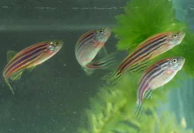 紅龍魚多大發色算正常范圍：紅龍魚發色的正常范圍