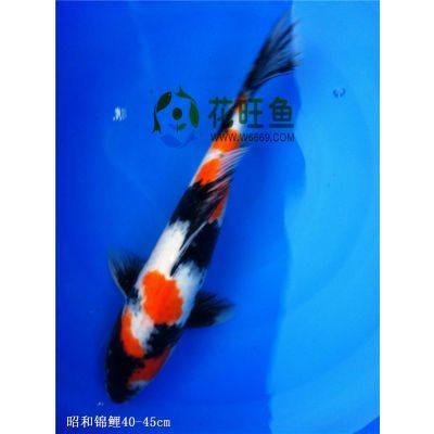 紅龍魚每天要喂多少食物和水