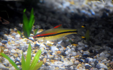 虎魚缸里放沉木好嗎(虎魚缸里放沉木好嗎圖片) 虎魚缸里放沉木好嗎(虎魚缸里放沉木好嗎圖片) 虎魚百科 第1張