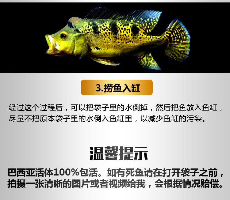 銀龍魚身體潰爛怎么辦啊吃什么藥(銀龍魚身體潰爛怎么辦啊吃什么藥治療)