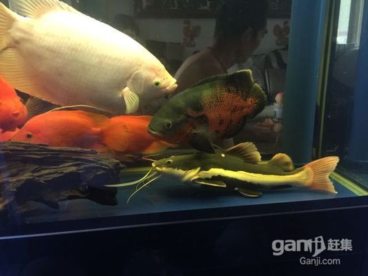 銀龍魚怎么繁殖技術好呢(自家養的銀龍魚可以繁殖嗎)