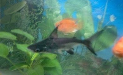 虎魚圖片及價格功效(虎魚圖片及價格品種)