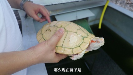 魚缸水循環(huán)泵需要一直開著嗎(魚缸的循環(huán)泵要一直開著嗎)
