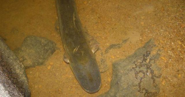大魚缸怎么清理玻璃碎屑：如何清理大魚缸中的玻璃碎屑