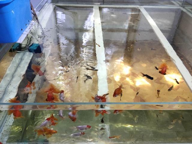 銀龍魚飼養溫度是多少度合適(銀龍魚飼養溫度是多少度合適呢)