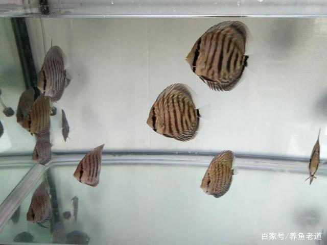 虎魚和龍魚混養溫度多少合適呀視頻(虎魚和龍魚混養溫度多少合適呀視頻講解) 虎魚和龍魚混養溫度多少合適呀視頻(虎魚和龍魚混養溫度多少合適呀視頻講解) 虎魚百科 第1張