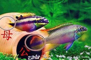 冬天魚缸水渾濁：冬季魚缸水質渾濁怎么辦