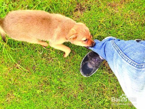 金龍魚和虎魚打架怎么辦(虎魚會打龍魚嗎)