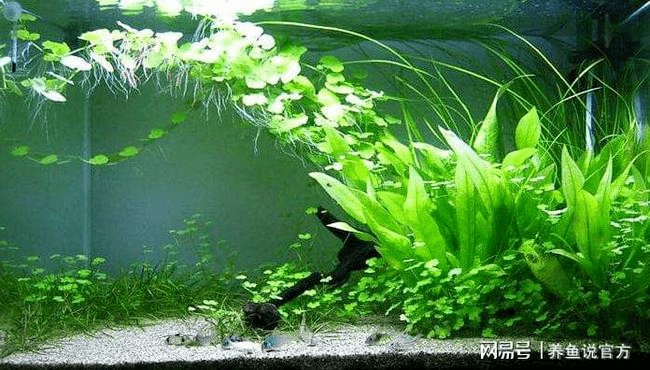 大魚缸怎么清理沙子：大魚缸中的沙子和沉淀物，清理大魚缸沙子的幾種方法 大魚缸怎么清理沙子：大魚缸中的沙子和沉淀物，清理大魚缸沙子的幾種方法 魚缸百科 第1張