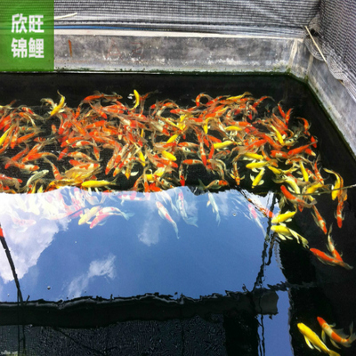 紅龍魚細(xì)菌感染怎么治