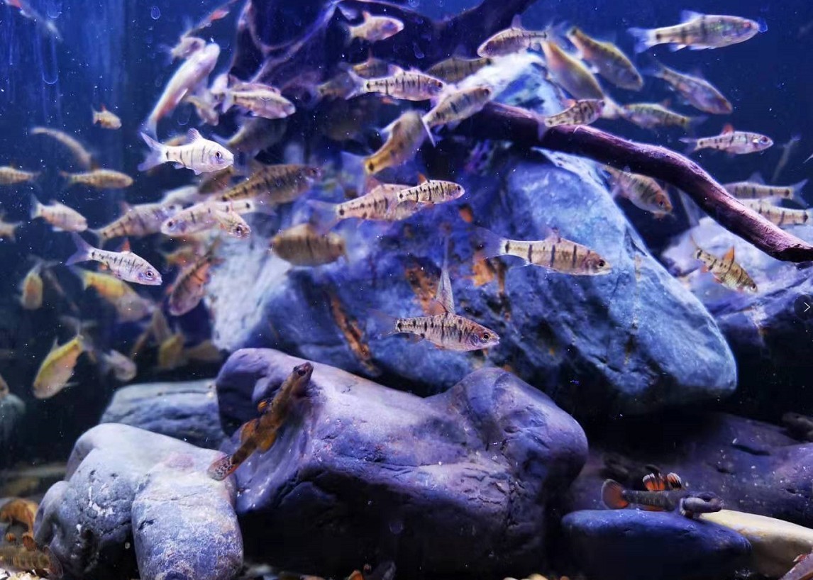大型魚缸造景樹木推薦：大型魚缸造景中樹木推薦