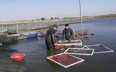 大富豪魚缸怎么樣：大富豪魚缸具體型號和性能搜索結果中并沒有直接的信息提供 大富豪魚缸怎么樣：大富豪魚缸具體型號和性能搜索結果中并沒有直接的信息提供 魚缸百科 第2張