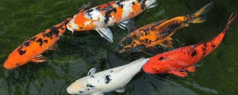 龍魚跟虎魚尺寸怎么搭配好養(龍魚虎魚大小比例)