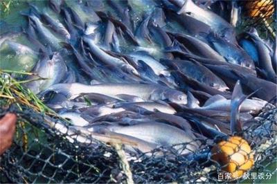 北方魚缸水草繁殖基地在哪：東明縣鑫源觀賞水草繁殖基地東明縣鑫源觀賞水草養殖基地