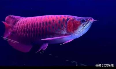 煮虎魚需要開水燙一下嗎(虎魚要加熱嗎)