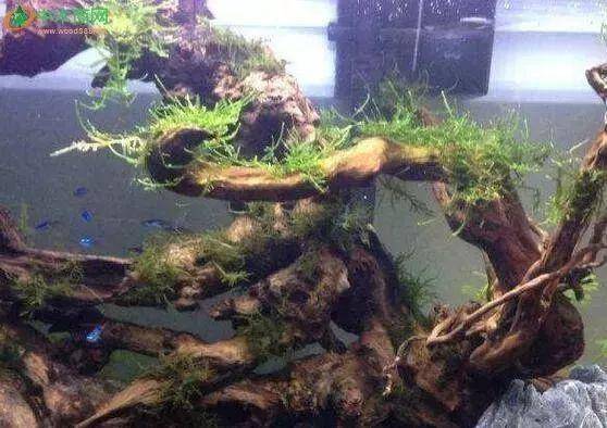 鎮江哪里有賣魚缸的地方啊多少錢一條魚(鎮江哪里有賣魚缸的地方啊多少錢一條魚)