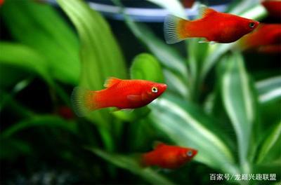 金魚缸的擺放講究圖解(金魚缸怎么擺設才能招財)