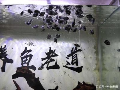 紅龍魚吃食太少為什么