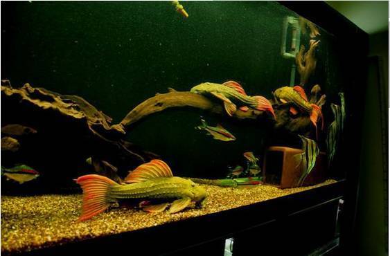 豬鼻龜一般能活多少年啊圖片大全大圖(豬鼻龜成年需要幾年) 豬鼻龜一般能活多少年啊圖片大全大圖(豬鼻龜成年需要幾年) 豬鼻龜百科 第2張