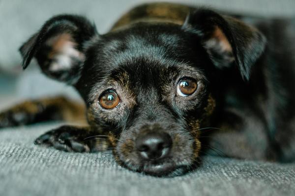 手術(shù)后吃老虎魚的功效與作用禁忌(手術(shù)后吃老虎魚的功效與作用禁忌是什么)