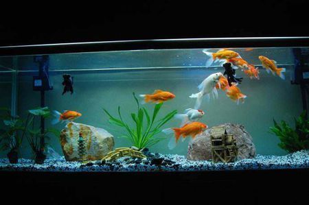 魚缸里的水很渾濁什么原因(魚缸里的水很渾濁什么原因引起的)