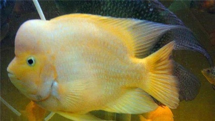 日本錦鯉觀賞魚(日本錦鯉是熱帶魚嗎)