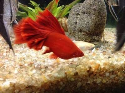 虎魚魚缸大小怎么選的(虎魚魚缸大小怎么選的啊) 虎魚魚缸大小怎么選的(虎魚魚缸大小怎么選的啊) 虎魚百科 第1張