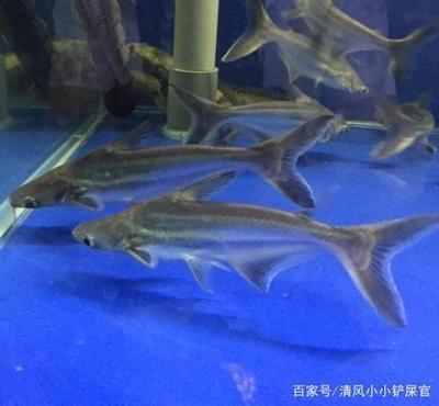 大蘇打魚缸水渾濁變澄清怎么辦呢：大蘇打在魚缸中導致水變得渾濁，以下幾種處理方法和解決方法