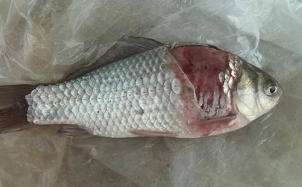 大型魚缸哪個品牌好:2024年魚缸十大品牌 魚缸百科 第1張 大型魚缸哪個品牌好:2024年魚缸十大品牌 大型魚缸哪個品牌好:2024年魚缸十大品牌 魚缸百科 第1張