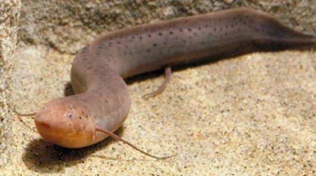 豬鼻龜出水多長時間會死掉(豬鼻龜離開水能活多久) 豬鼻龜出水多長時間會死掉(豬鼻龜離開水能活多久) 豬鼻龜百科 第1張